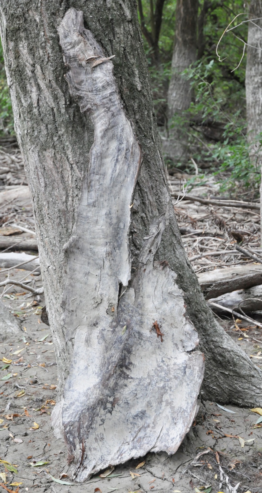 landart-1w.jpg
